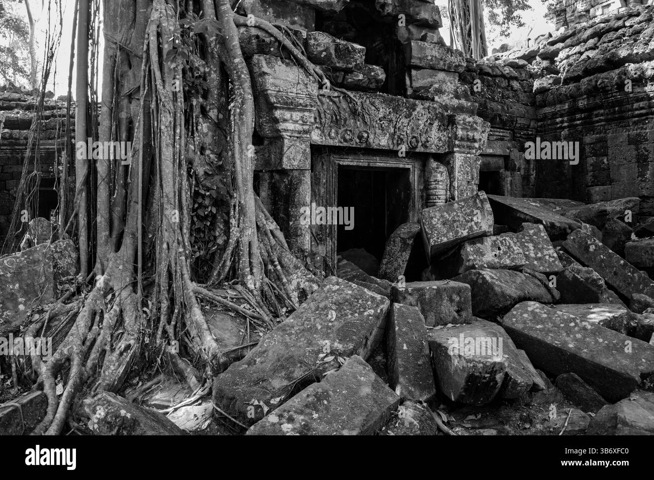 Racines d'arbres poussant parmi les ruines du temple Ta Prohm, Siem Reap, Cambodge Banque D'Images