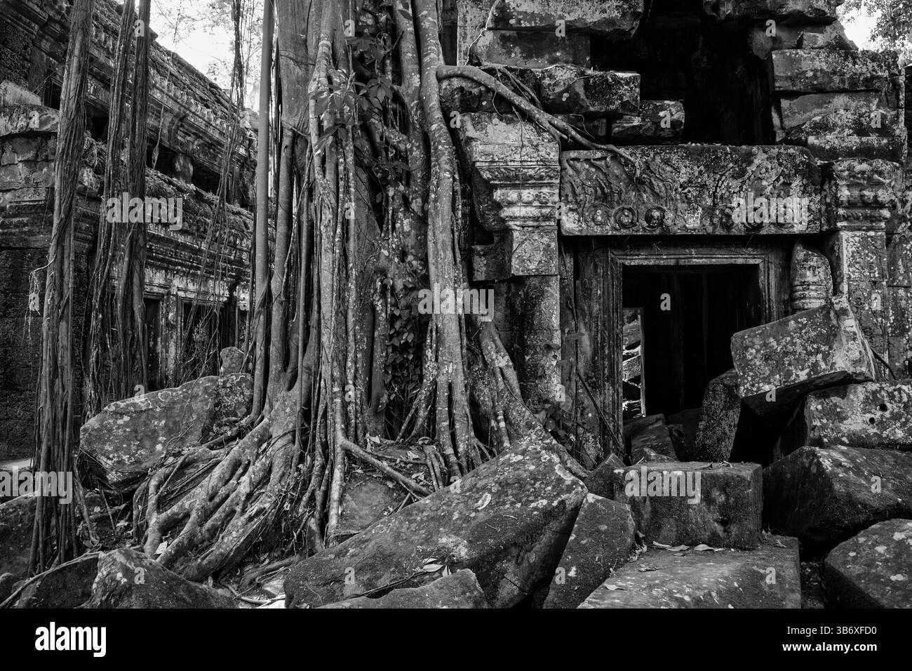 Racines d'arbres poussant parmi les ruines du temple Ta Prohm, Siem Reap, Cambodge Banque D'Images