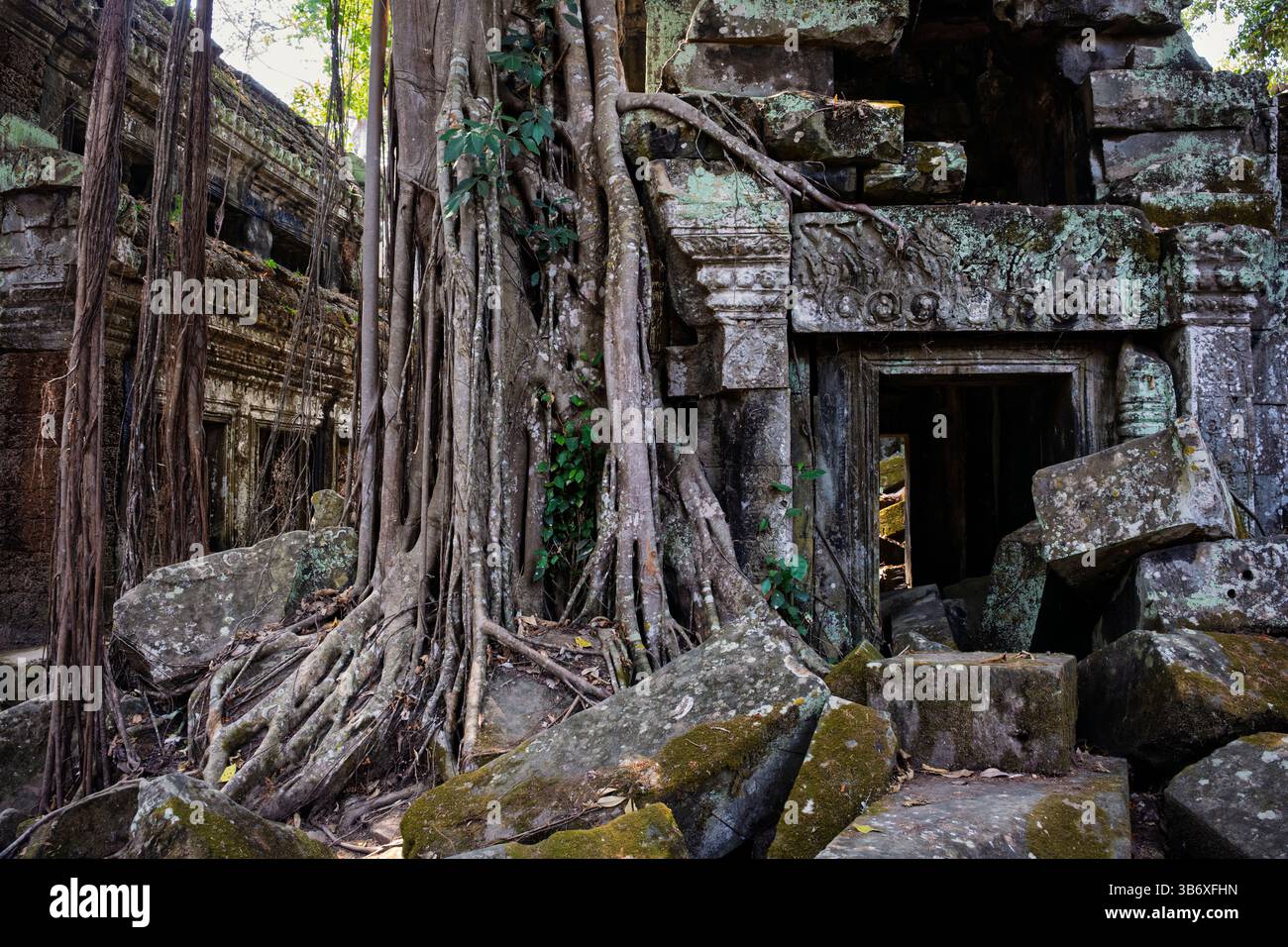 Racines d'arbres poussant parmi les ruines du temple Ta Prohm, Siem Reap, Cambodge Banque D'Images Racines d'arbres poussant parmi les ruines du temple Ta Prohm, Siem Reap, Cambodge Banque D'Images