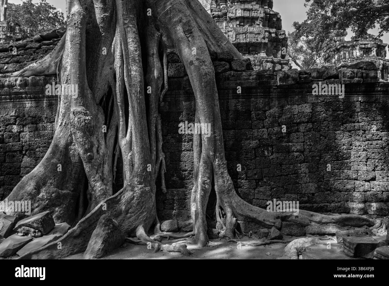 Racines d'arbres poussant parmi les ruines du temple Ta Prohm, Siem Reap, Cambodge Banque D'Images