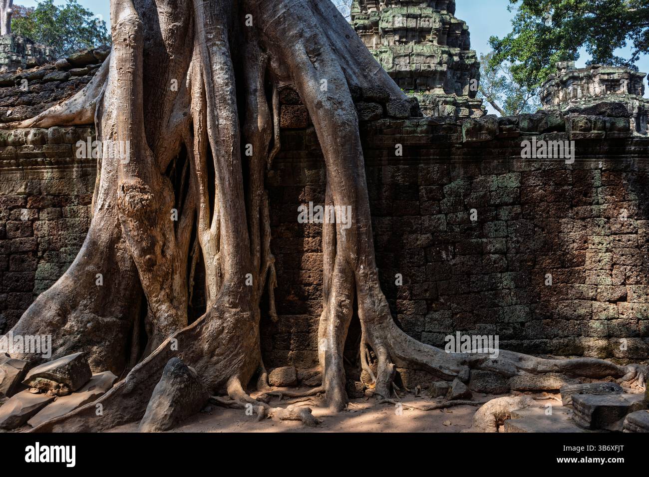 Racines d'arbres poussant parmi les ruines du temple Ta Prohm, Siem Reap, Cambodge Banque D'Images Racines d'arbres poussant parmi les ruines du temple Ta Prohm, Siem Reap, Cambodge Banque D'Images