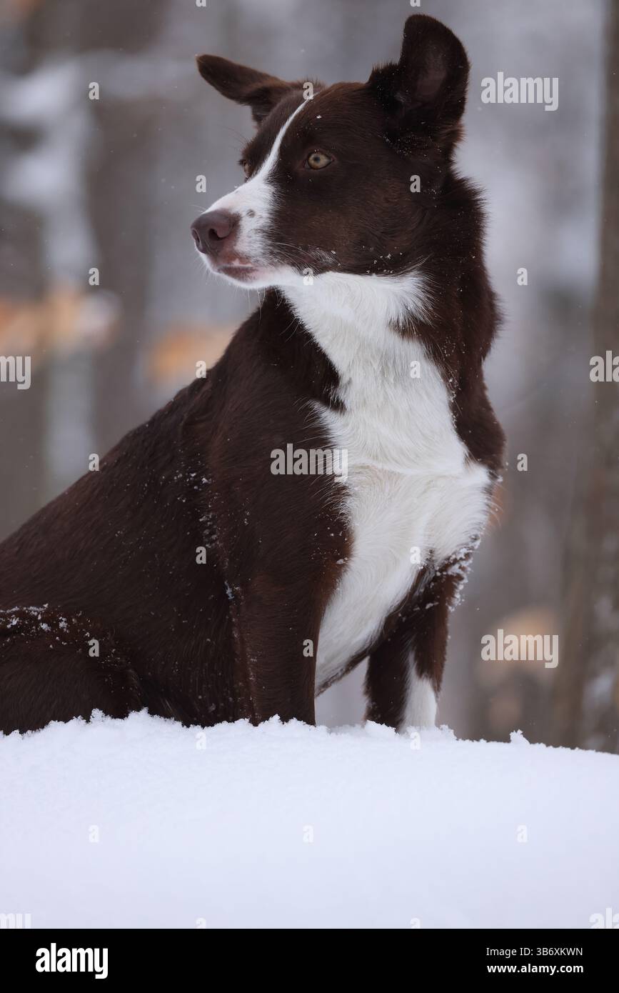 Chocolate border collie, jouer, femelle, Maryland Banque D'Images