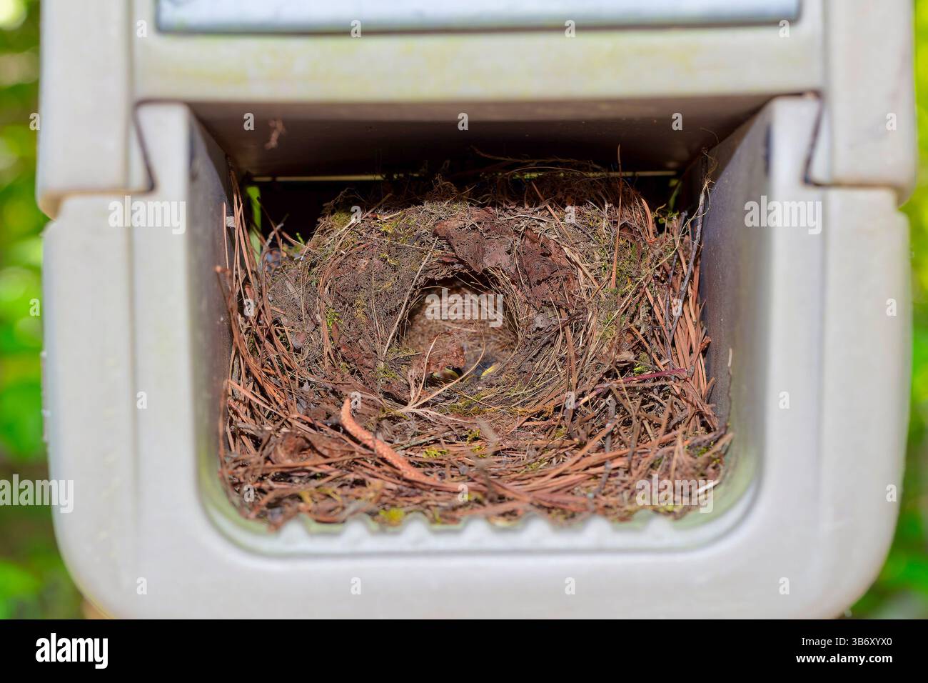 Carolina Wren nid construit à l'intérieur d'une boîte aux lettres, montrant des brindilles et des plumes, maison d'oiseau confortable dans un cadre urbain inhabituel. Banque D'Images