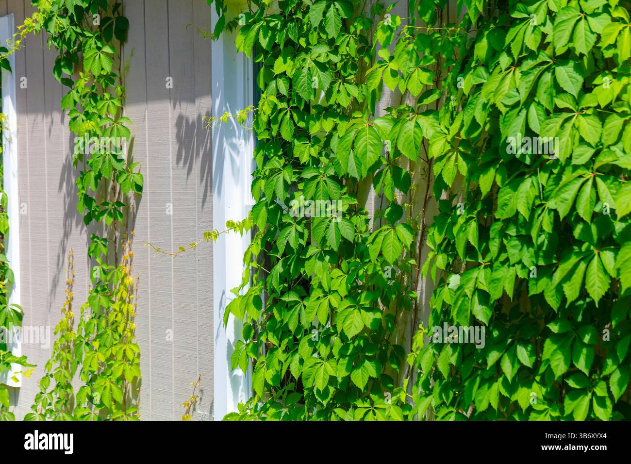 Virginia Creeper grimpant sur un mur de maison. Feuilles vertes ou rouges luxuriantes qui se répandent sur toute la surface, créant une façade naturelle et décorative sur un bâtiment Banque D'Images