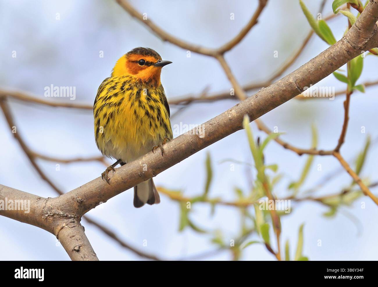 Warbler du Cap May perchée sur un arbre ramifié, Canada Banque D'Images