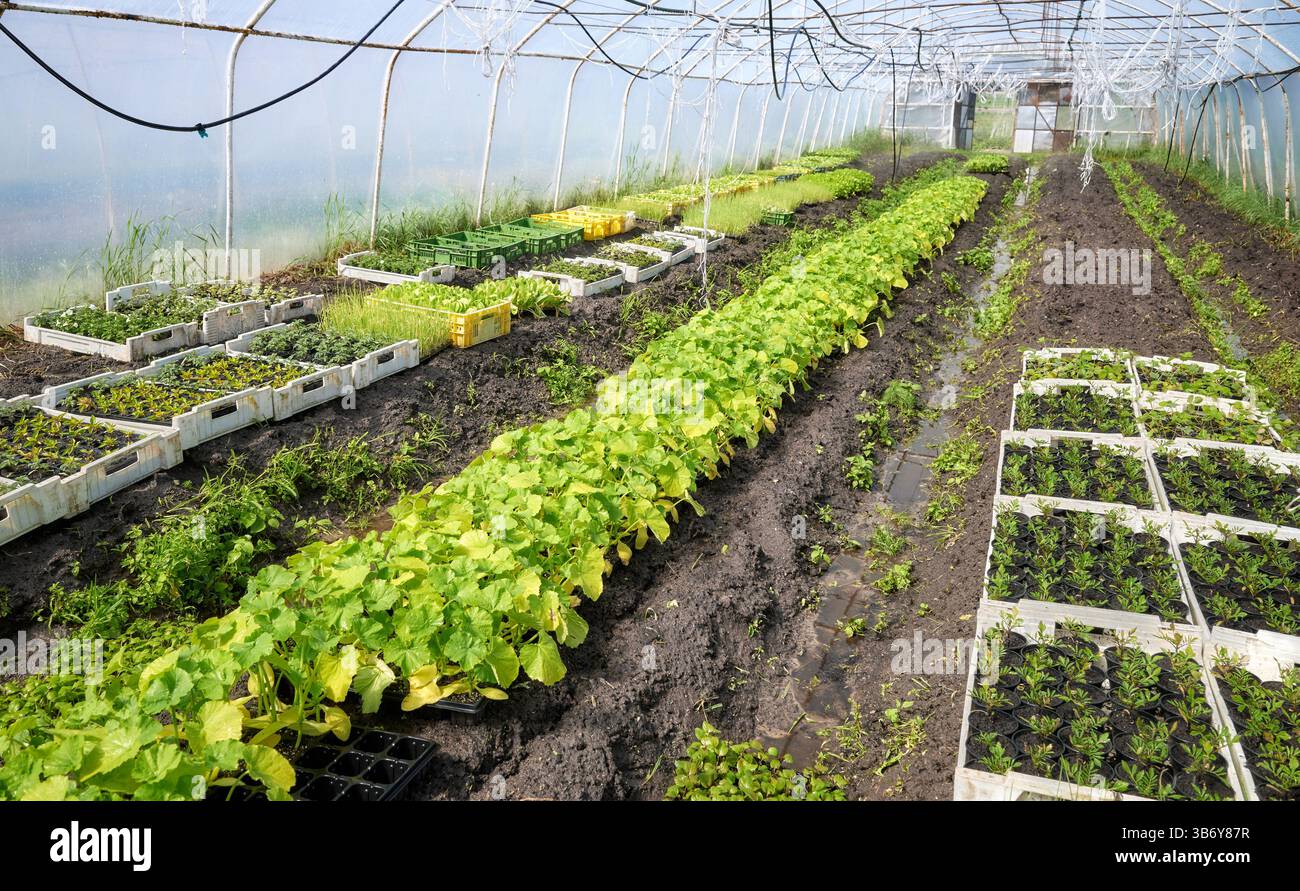Légumes et plants biologiques cultivés dans un tunnel en aluminium. Banque D'Images
