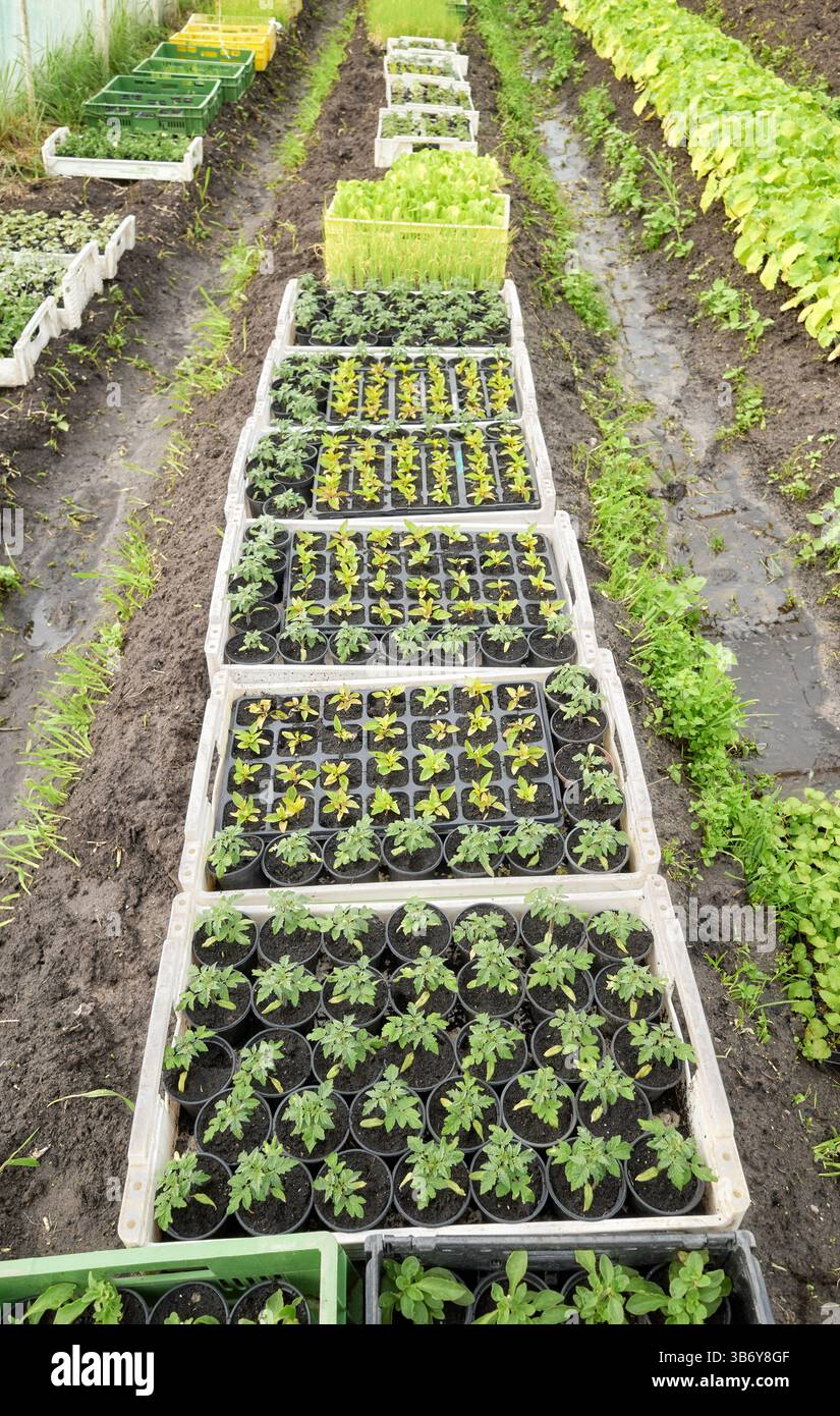Semis biologiques cultivés dans un tunnel de feuille. Banque D'Images
