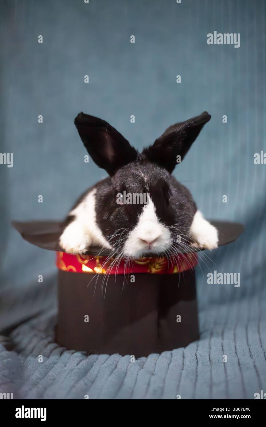 Lapin magique dans un chapeau — Portrait de lapin fantaisiste, lapin hollandais Banque D'Images