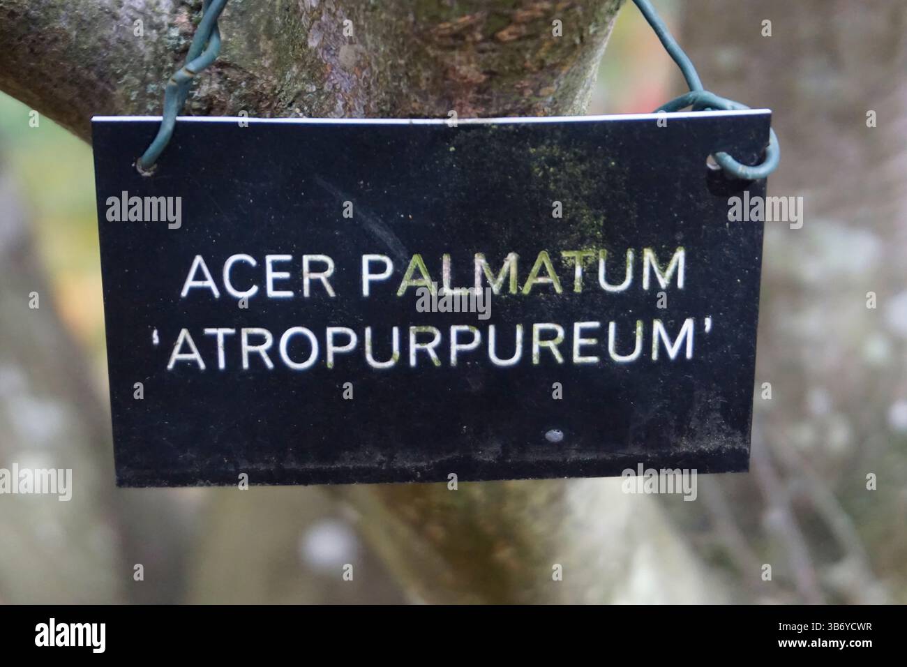 Étiquette botanique identifiant Acer palmatum « Atropurpureum », une variété d’érable japonaise dans un jardin paysager anglais. Parc et jardin Sheffield, Uckfield Banque D'Images