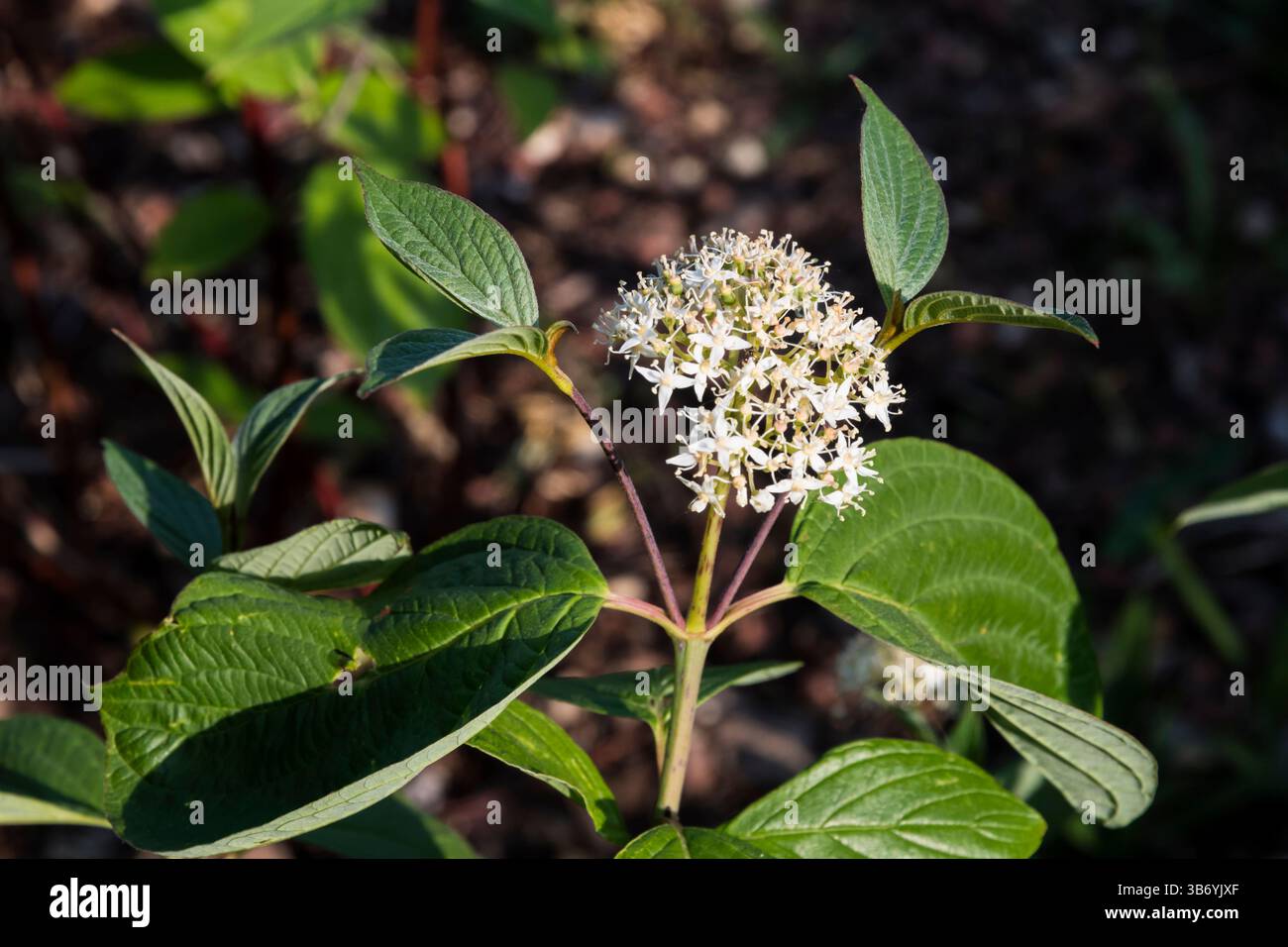 Fleur de cornouiller de Sibérie, Cornus alba 'Sibirica'. Banque D'Images