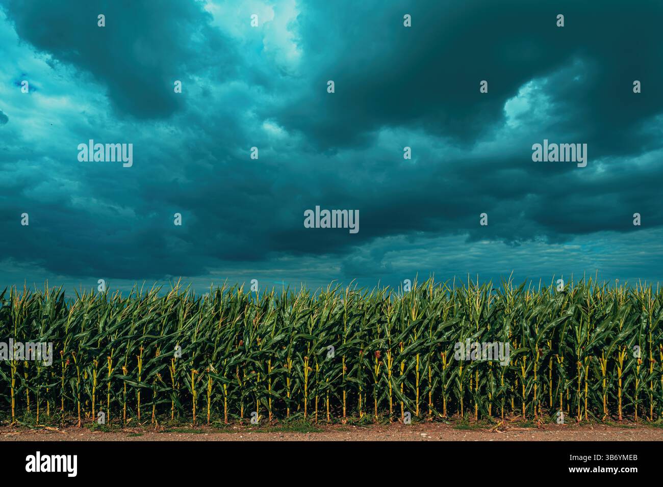 Nuages orageux sombres au-dessus du champ de plantation de maïs en été, foyer sélectif Banque D'Images
