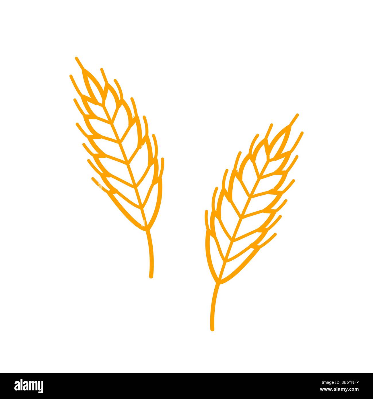 Épillets pour plantes de blé. Dessin à la main de l'icône de l'avoine, du seigle, de l'orge. Illustration vectorielle isolée en style de ligne doodle. Illustration de Vecteur