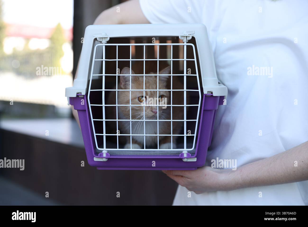 Propriétaire tenant un transporteur pour animaux de compagnie avec chat mignon à l'extérieur, gros plan Banque D'Images