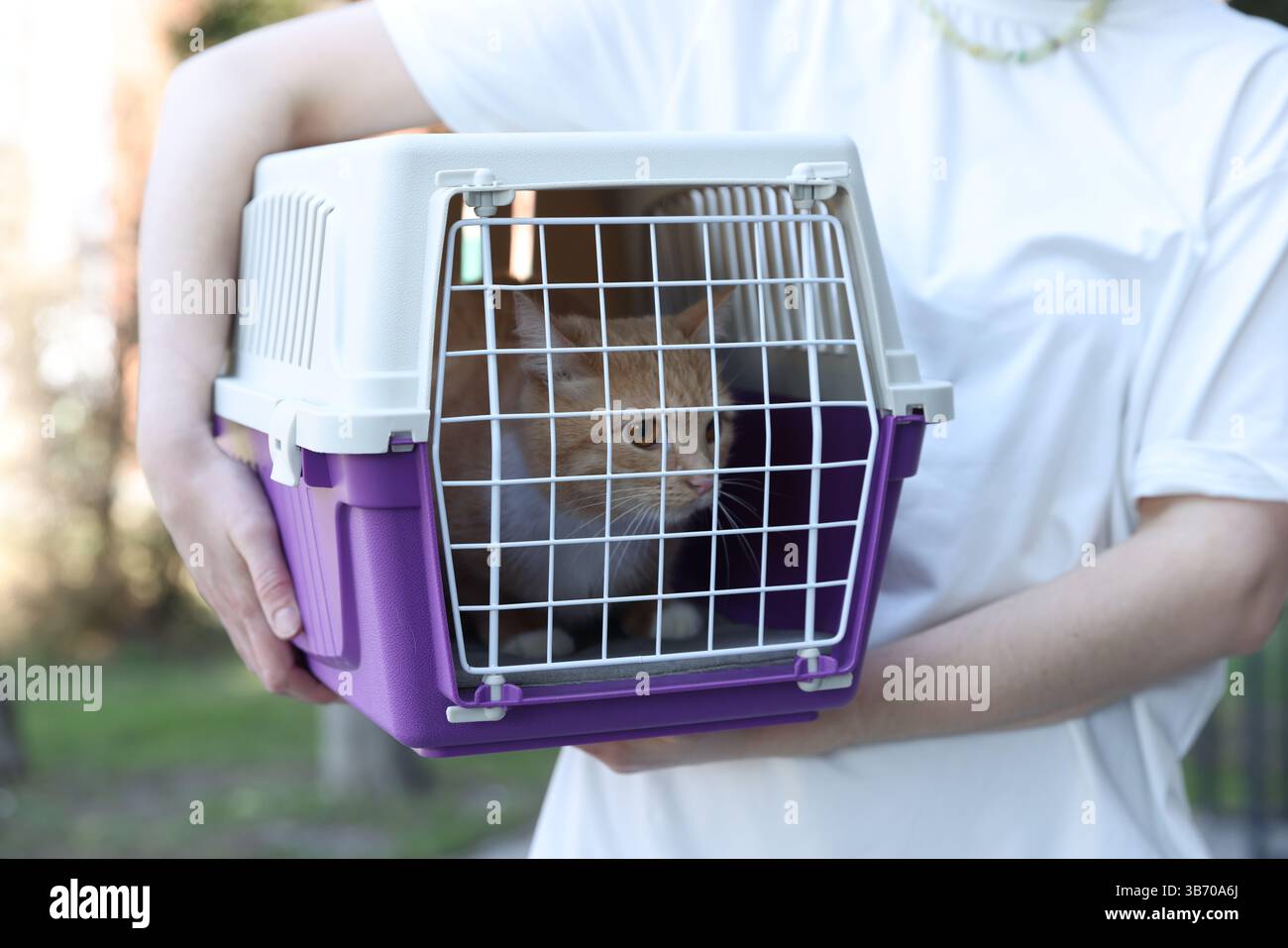 Propriétaire tenant un transporteur pour animaux de compagnie avec chat mignon à l'extérieur, gros plan Banque D'Images