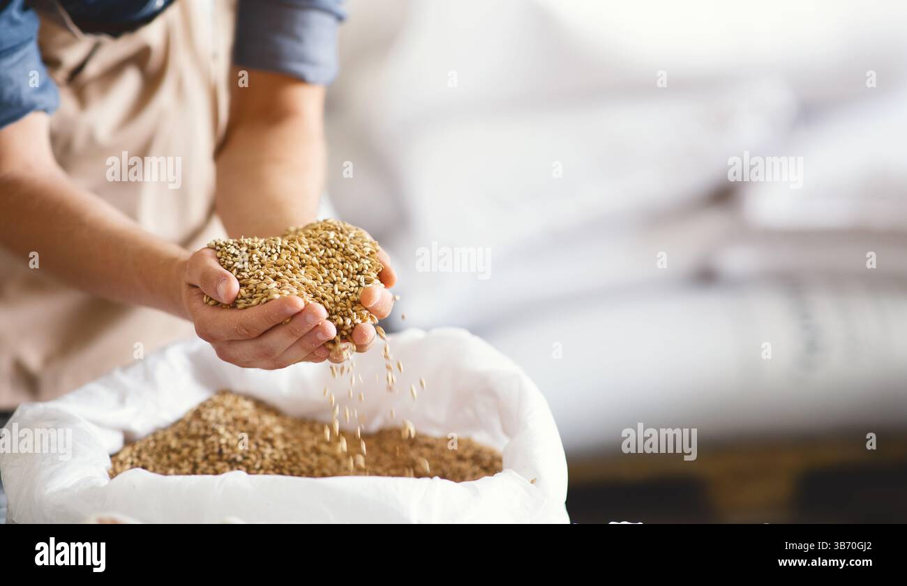 Grains de brassage d'excellente qualité, ingrédients de bière artisanale, industrie des boissons alcoolisées Banque D'Images