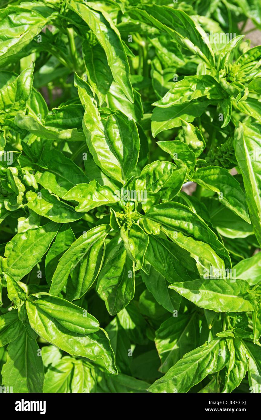 vue de dessus de plantes de basilic doux avec des feuilles vert vif poussant dans un jardin Banque D'Images