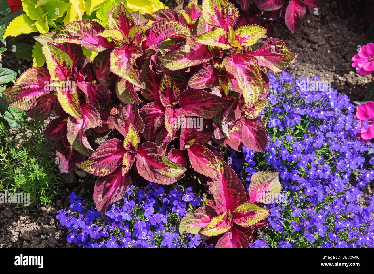 détail d'un jardin décoratif avec coleus et violettes poussant au printemps Banque D'Images
