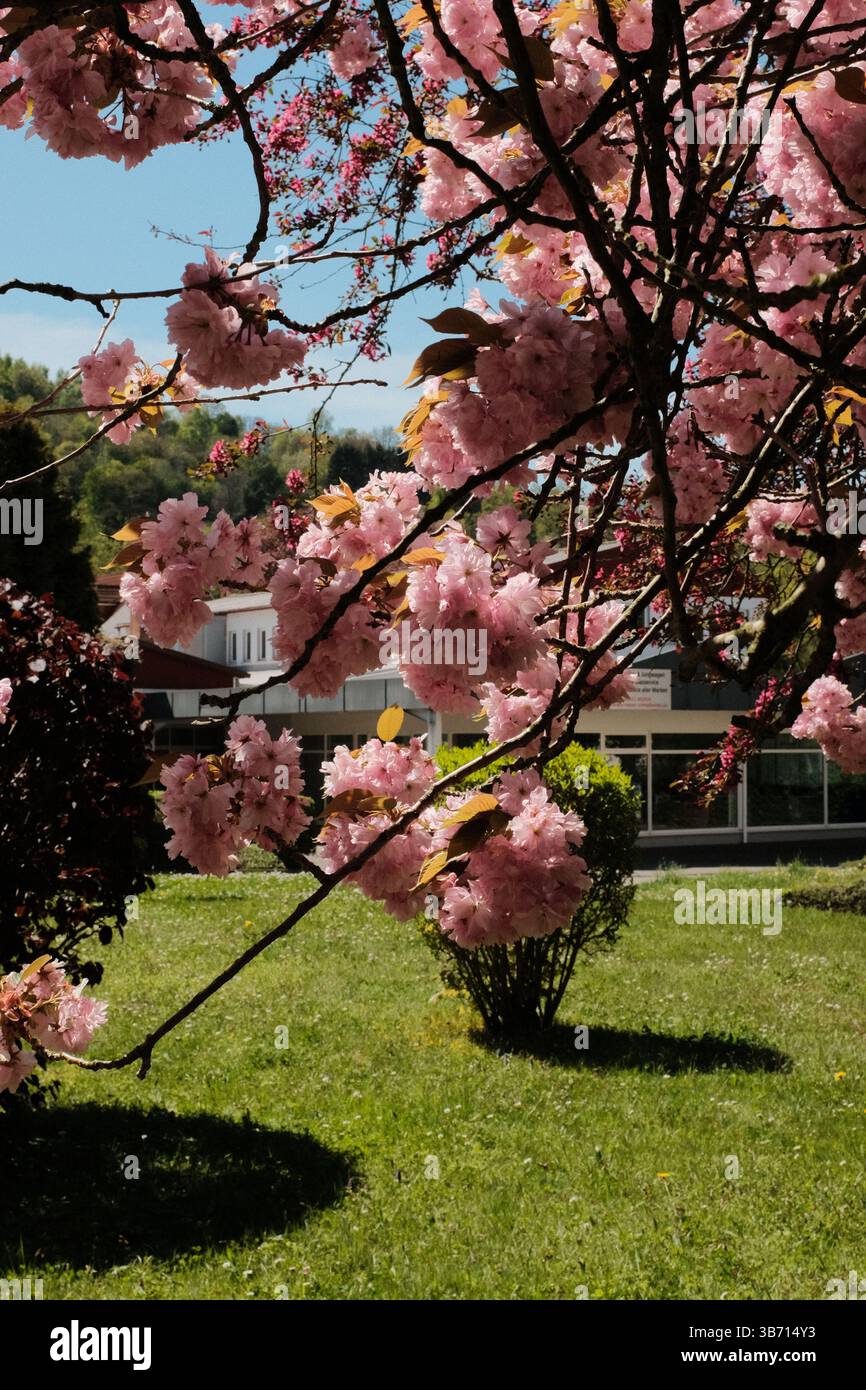 cerisiers en fleurs en pleine floraison bordant la rue de banlieue sous le ciel bleu avec des bâtiments résidentiels au printemps en europe Banque D'Images