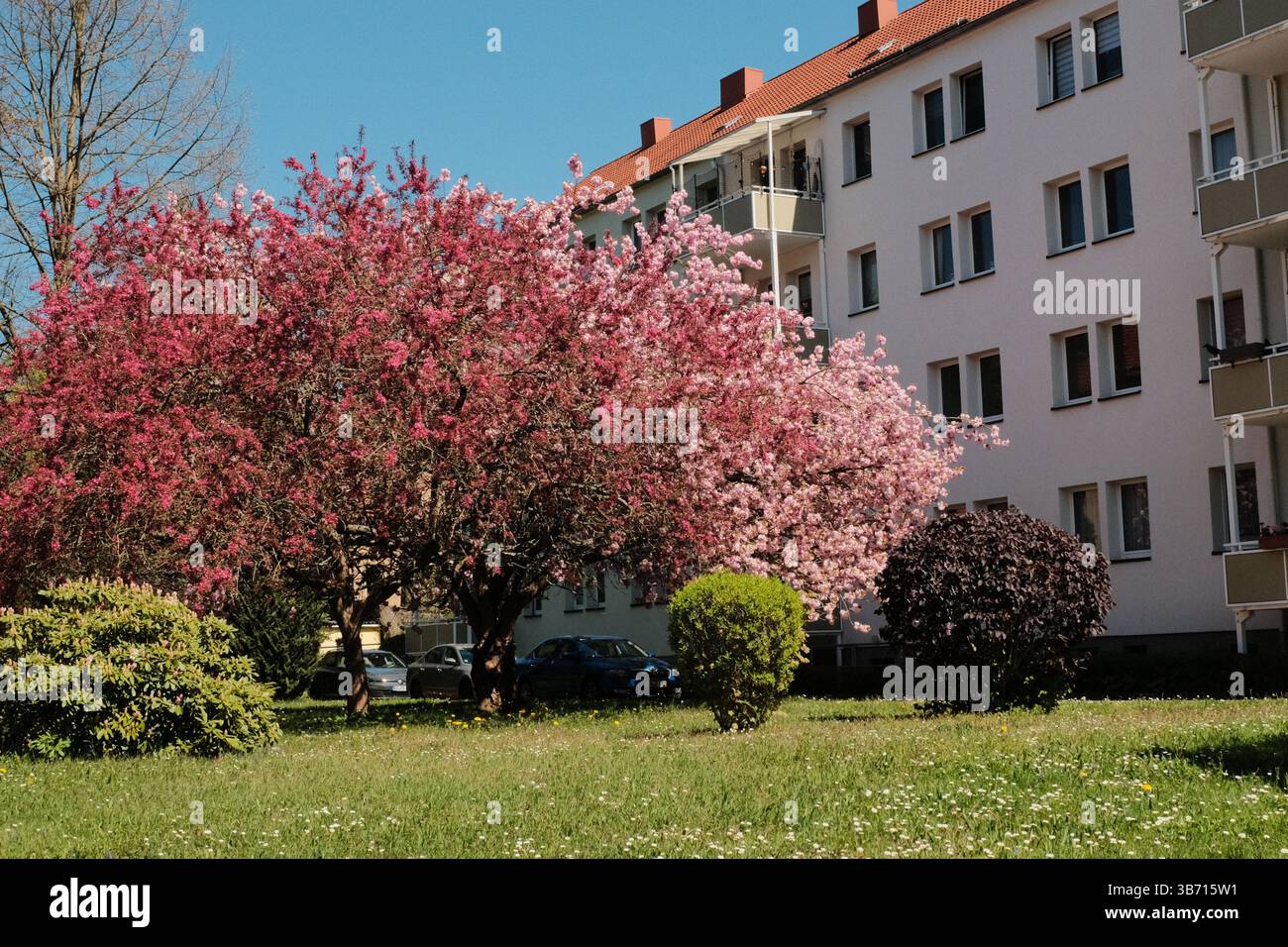 cerisiers en fleurs en pleine floraison bordant la rue de banlieue sous le ciel bleu avec des bâtiments résidentiels au printemps en europe Banque D'Images
