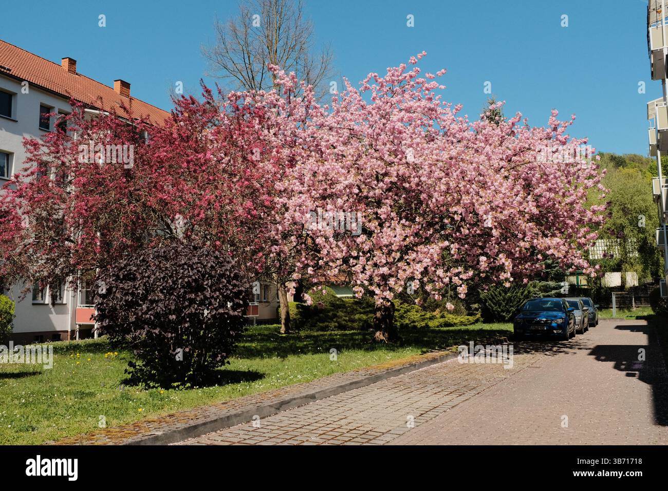 cerisiers en fleurs en pleine floraison bordant la rue de banlieue sous le ciel bleu avec des bâtiments résidentiels au printemps en europe Banque D'Images