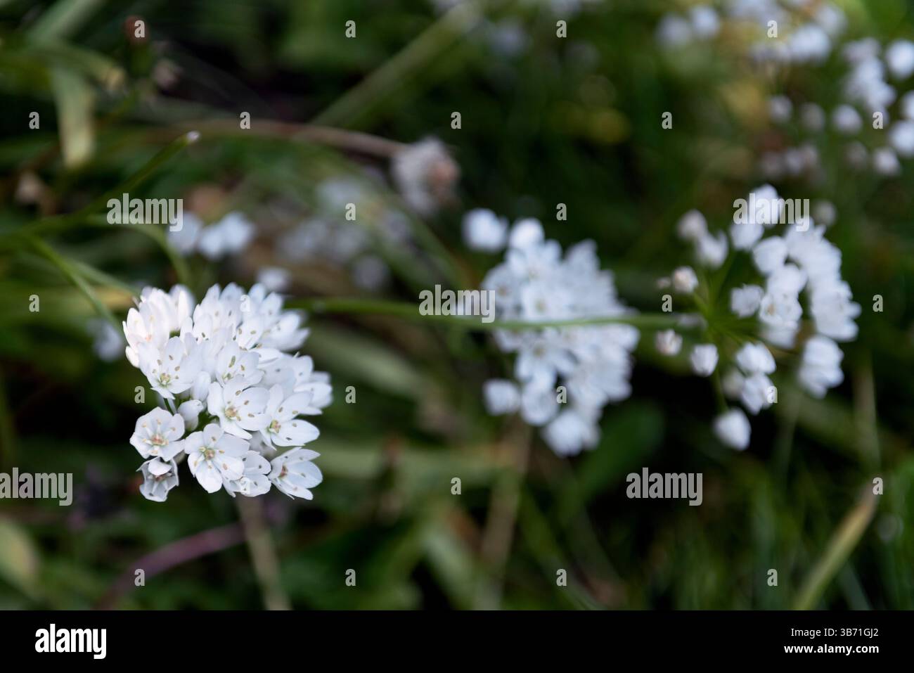 Fleurs d'ail blanc ou Allium neapolitanum Banque D'Images