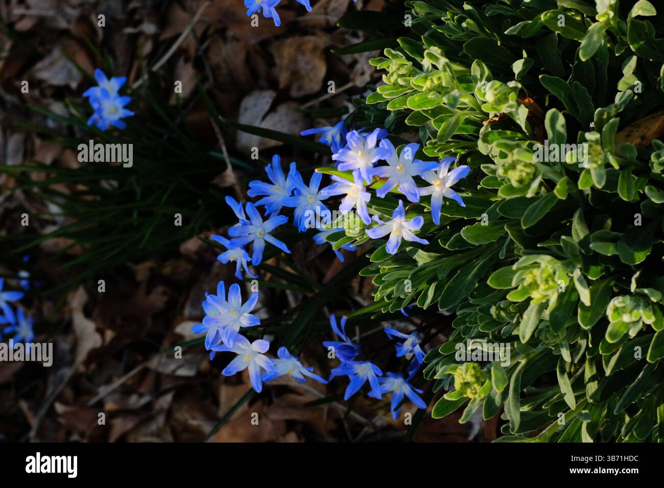 fleurs sauvages bleues poussant sur le sol forestier parmi les feuilles sèches et le feuillage vert dans un cadre naturel de forêt printanière. Photo de haute qualité Banque D'Images