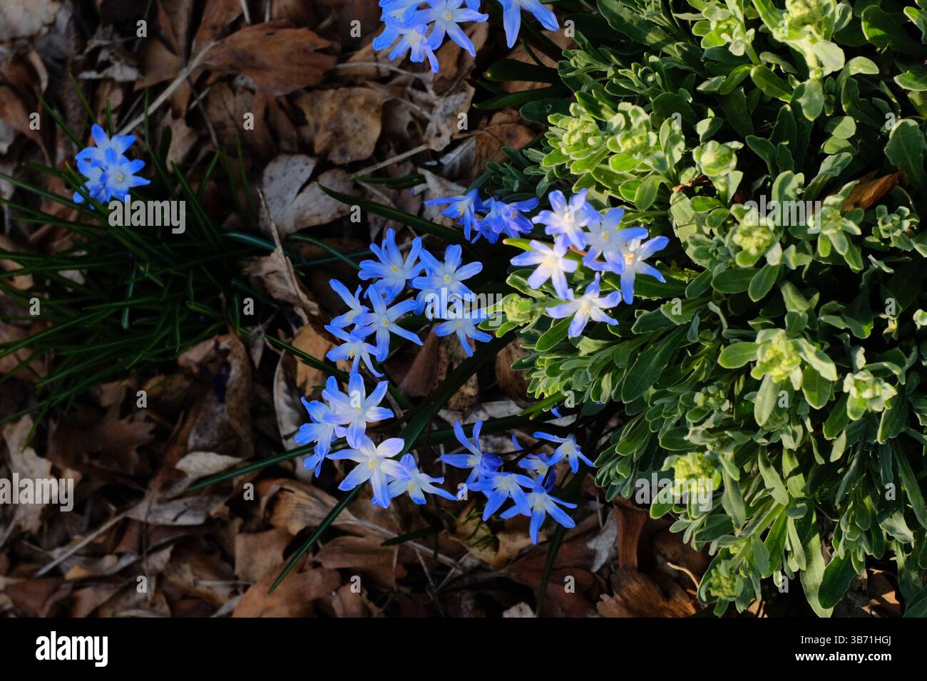 fleurs sauvages bleues poussant sur le sol forestier parmi les feuilles sèches et le feuillage vert dans un cadre naturel de forêt printanière. Photo de haute qualité Banque D'Images