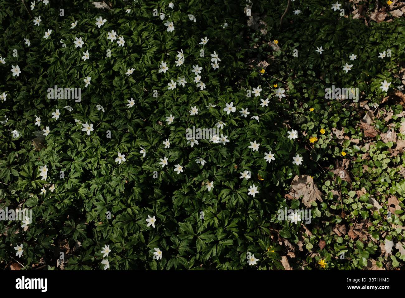 fleurs sauvages printanières blanches qui fleurissent sur un sol verdoyant luxuriant dans une zone boisée formant un tapis floral naturel. Photo de haute qualité Banque D'Images