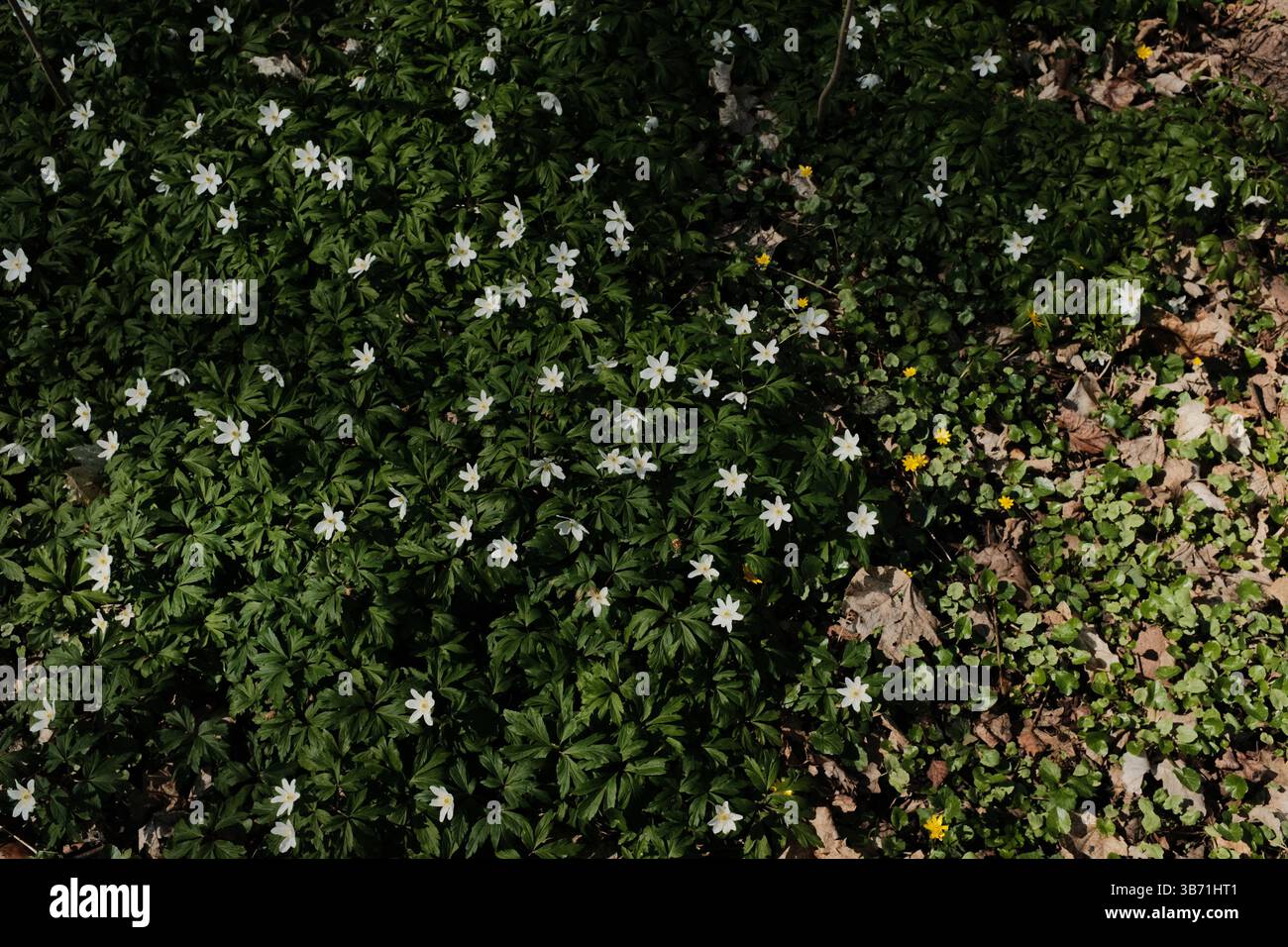 fleurs sauvages printanières blanches qui fleurissent sur un sol verdoyant luxuriant dans une zone boisée formant un tapis floral naturel. Photo de haute qualité Banque D'Images