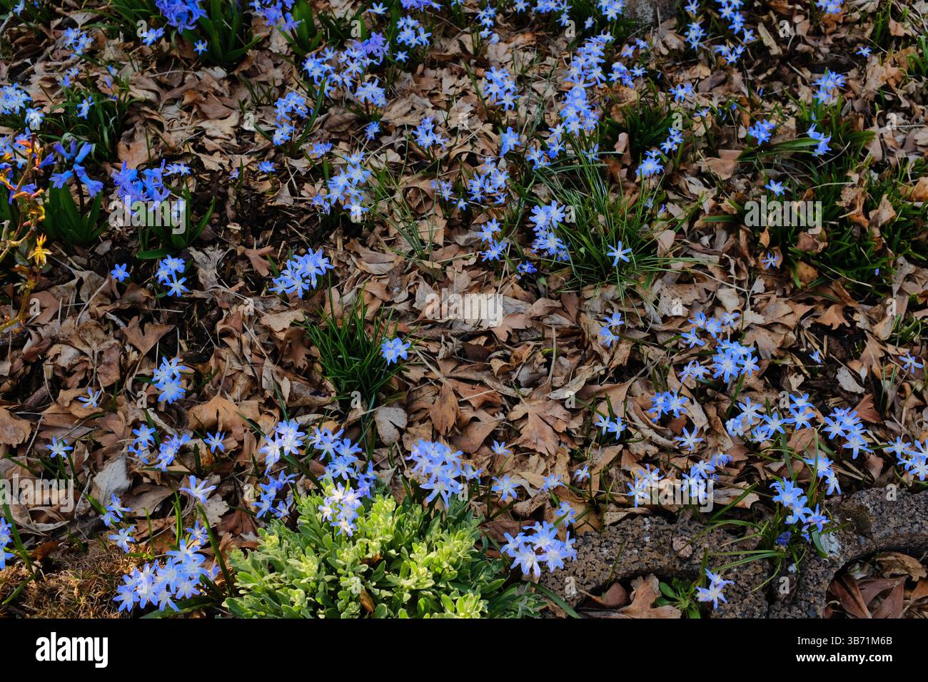 fleurs sauvages bleues poussant sur le sol forestier parmi les feuilles sèches et le feuillage vert dans un cadre naturel de forêt printanière. Photo de haute qualité Banque D'Images