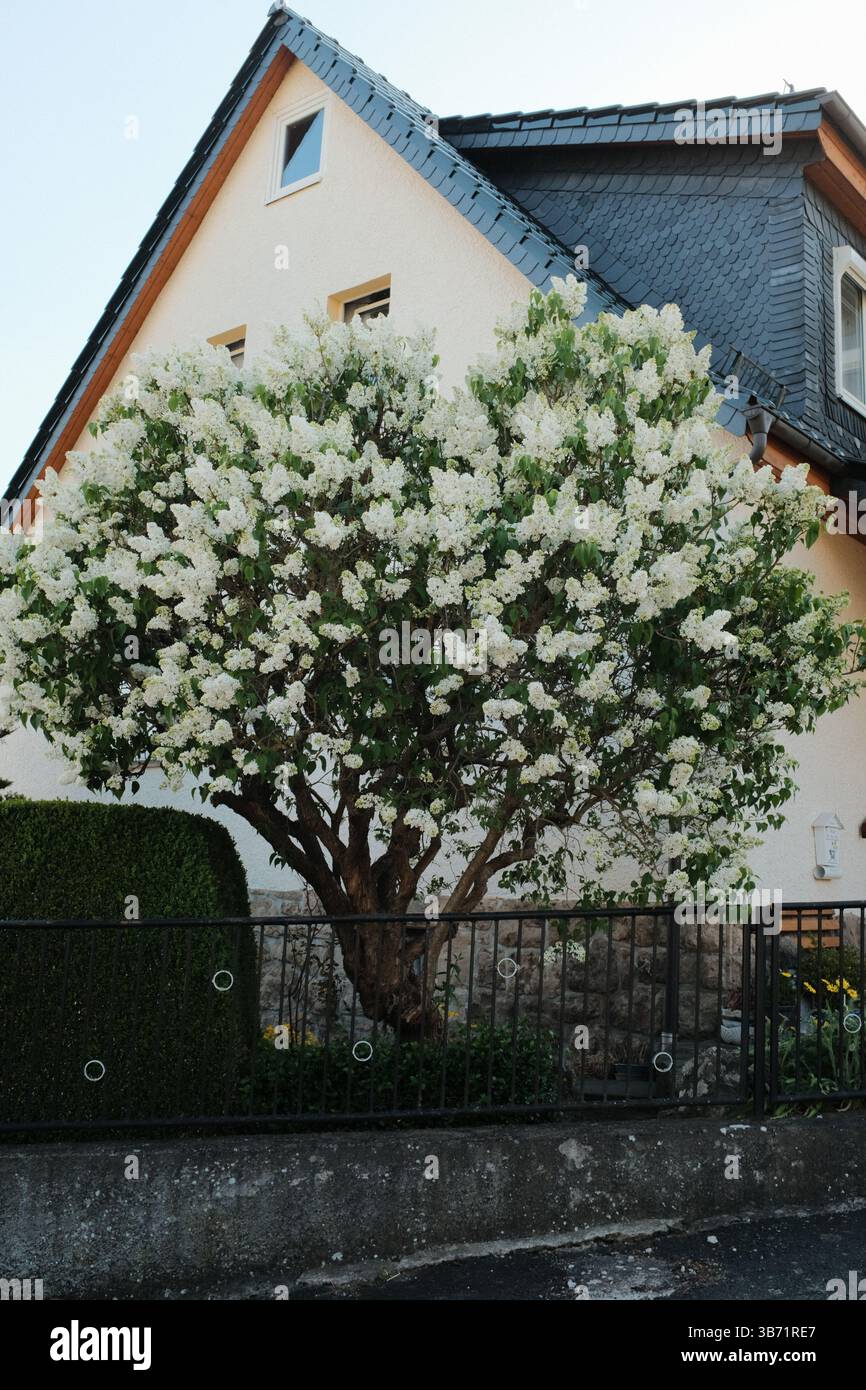 route de campagne rurale avec des maisons champs verts et des arbres sous le ciel bleu dans le paysage paisible du village à l'heure dorée. Photo de haute qualité Banque D'Images