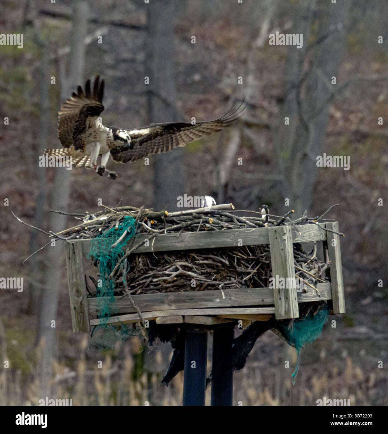 Osprey débarquant à son nid au Cheesequake State Park, nouveau maillot. Banque D'Images