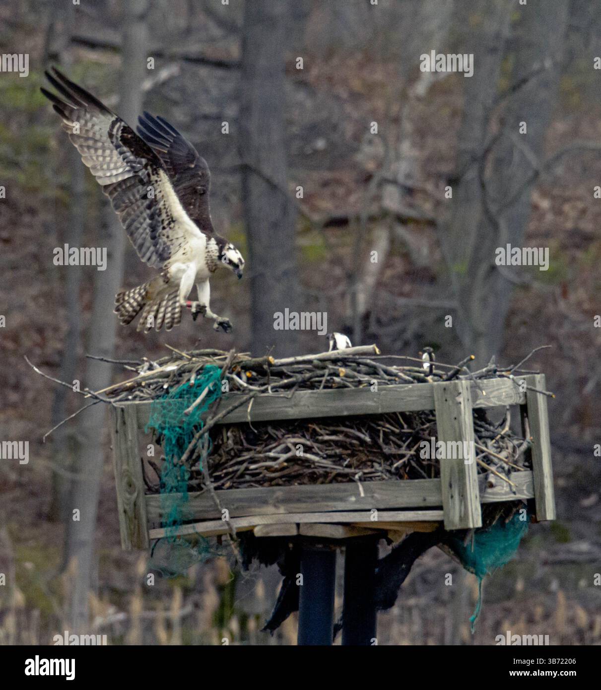 Osprey débarquant à son nid au Cheesequake State Park, nouveau maillot. Banque D'Images