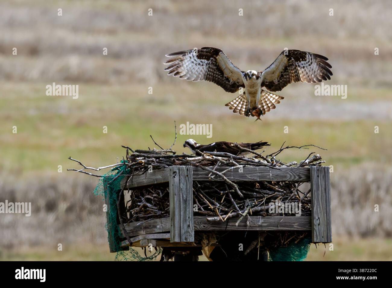 Osprey débarquant à son nid au Cheesequake State Park, nouveau maillot. Banque D'Images