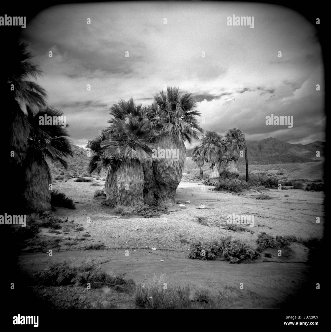 PL03203-00...CALIFORNIA - California Fan Palm Trees (Washingtonia filifera) dans le parc d'État du désert d'Anza Borrego. Banque D'Images