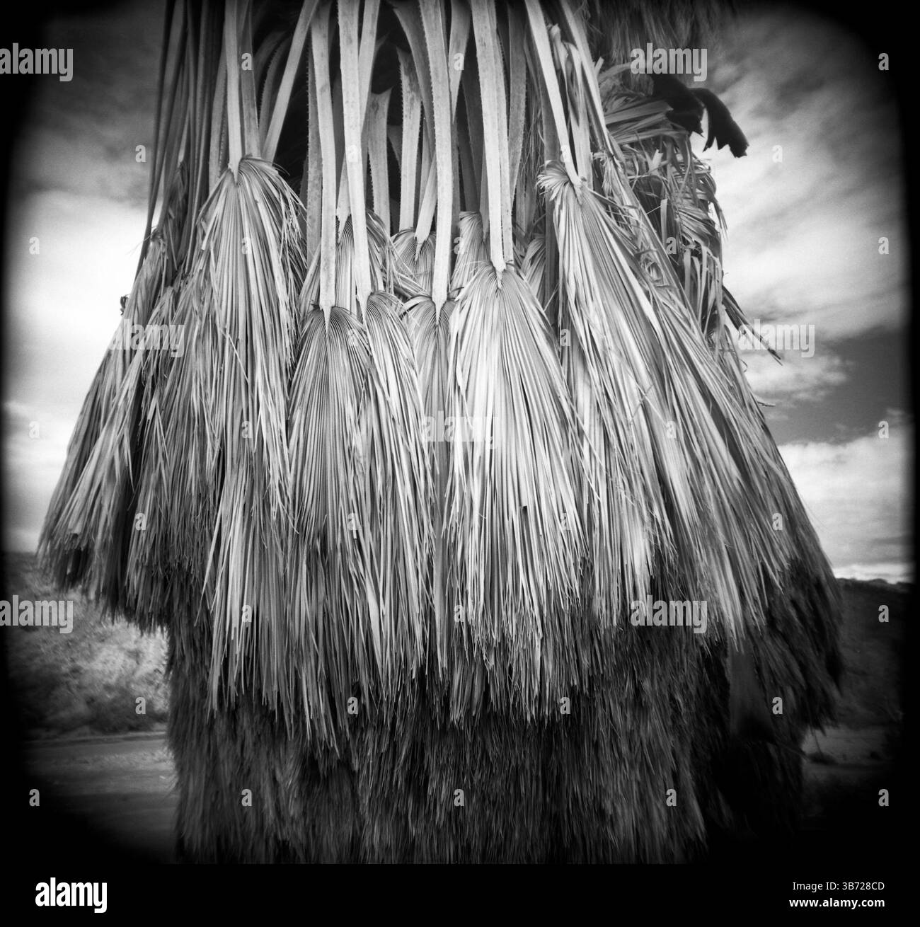 PL03204-00...CALIFORINA - palmier californien. Image Holga. Banque D'Images