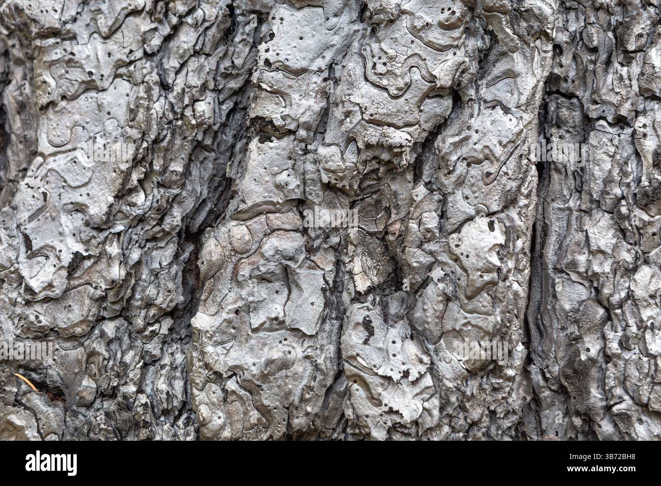 Détail extrême en gros plan de l'écorce d'arbre complètement carbonisée, mettant en valeur les motifs abstraits créés par la chaleur intense lors d'un incendie de forêt. Banque D'Images