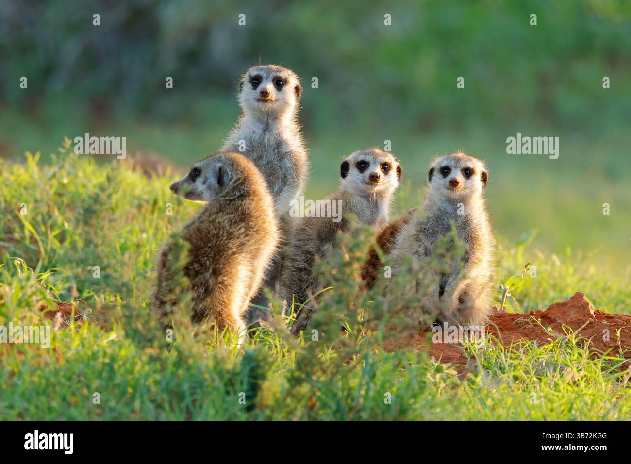 Une famille de suricates d'alerte (Suricata suricatta) dans son habitat naturel, Parc national de Mokala, Afrique du Sud Banque D'Images