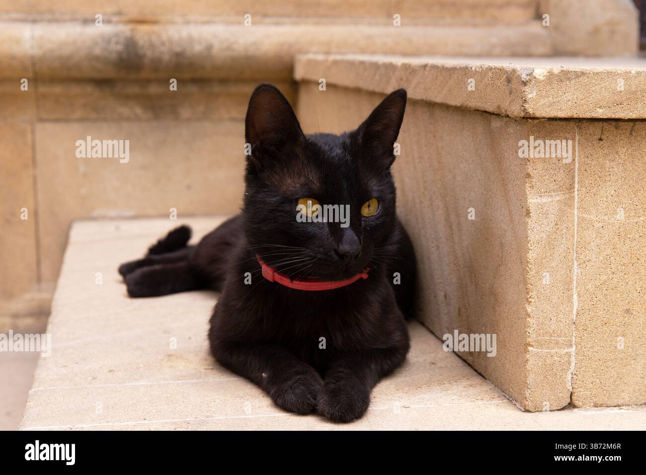 Un chat noir avec un collier rouge est allongé sur les marches. Banque D'Images