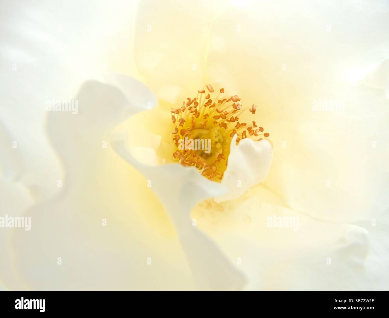 Centre rose blanc avec étamines jaunes macrophotographie fond naturel. Belle fleur de rose ouverte avec pétales bouclés. Banque D'Images Centre rose blanc avec étamines jaunes macrophotographie fond naturel. Belle fleur de rose ouverte avec pétales bouclés. Banque D'Images