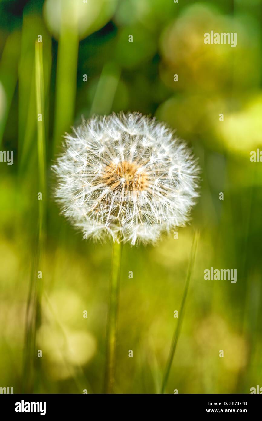 Tête de pissenlit (Taraxacum officinale) révélatrice d'une symétrie radiale et de parachutes filamenteux Banque D'Images