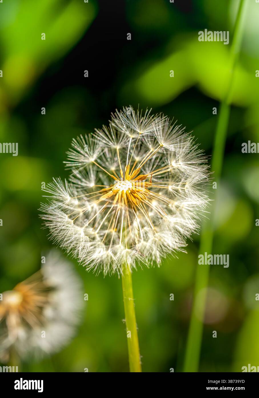 Épine de pissenlit délicat (Taraxacum officinale) prête à être dispersée sur un fond de prairie ensoleillé Banque D'Images