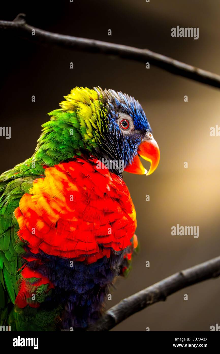 Lorikeet arc-en-ciel (Trichoglossus moluccanus) affichant des plumes écarlate, émeraude et cobalt avec un regard curieux tout en étant perché sur une branche mince Banque D'Images