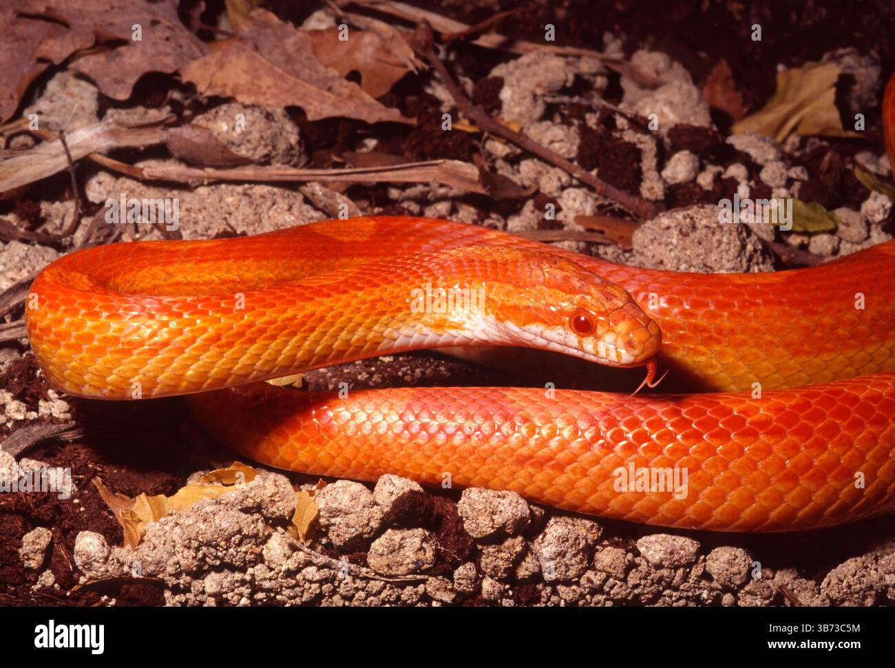 Serpent de maïs, Pantherophis guttatus 'Motley', Colubridae Banque D'Images