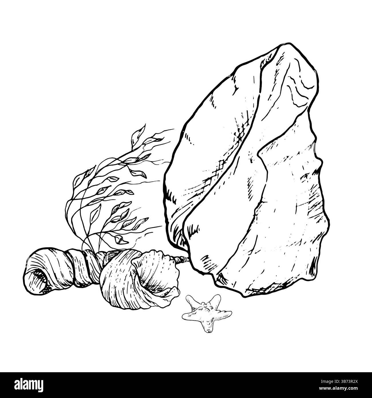 Coquille océanique et petits conques se trouvent au fond de la mer., croquis à l'encre noire et blanche. Illustration vectorielle. Les étoiles de mer et les algues agitent dans l'eau colu Illustration de Vecteur