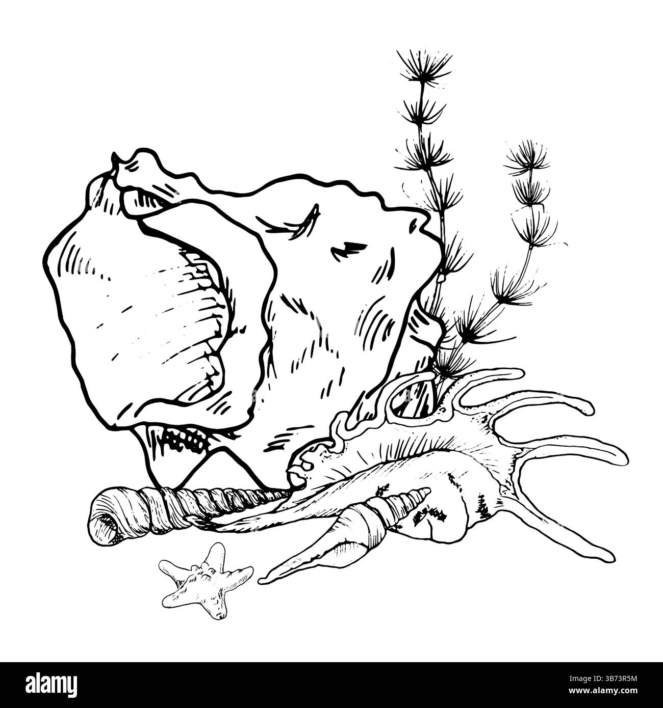 Coquille océanique et petits conques se trouvent au fond de la mer., croquis à l'encre noire et blanche. Illustration vectorielle. Les étoiles de mer et les algues agitent dans l'eau colu Illustration de Vecteur