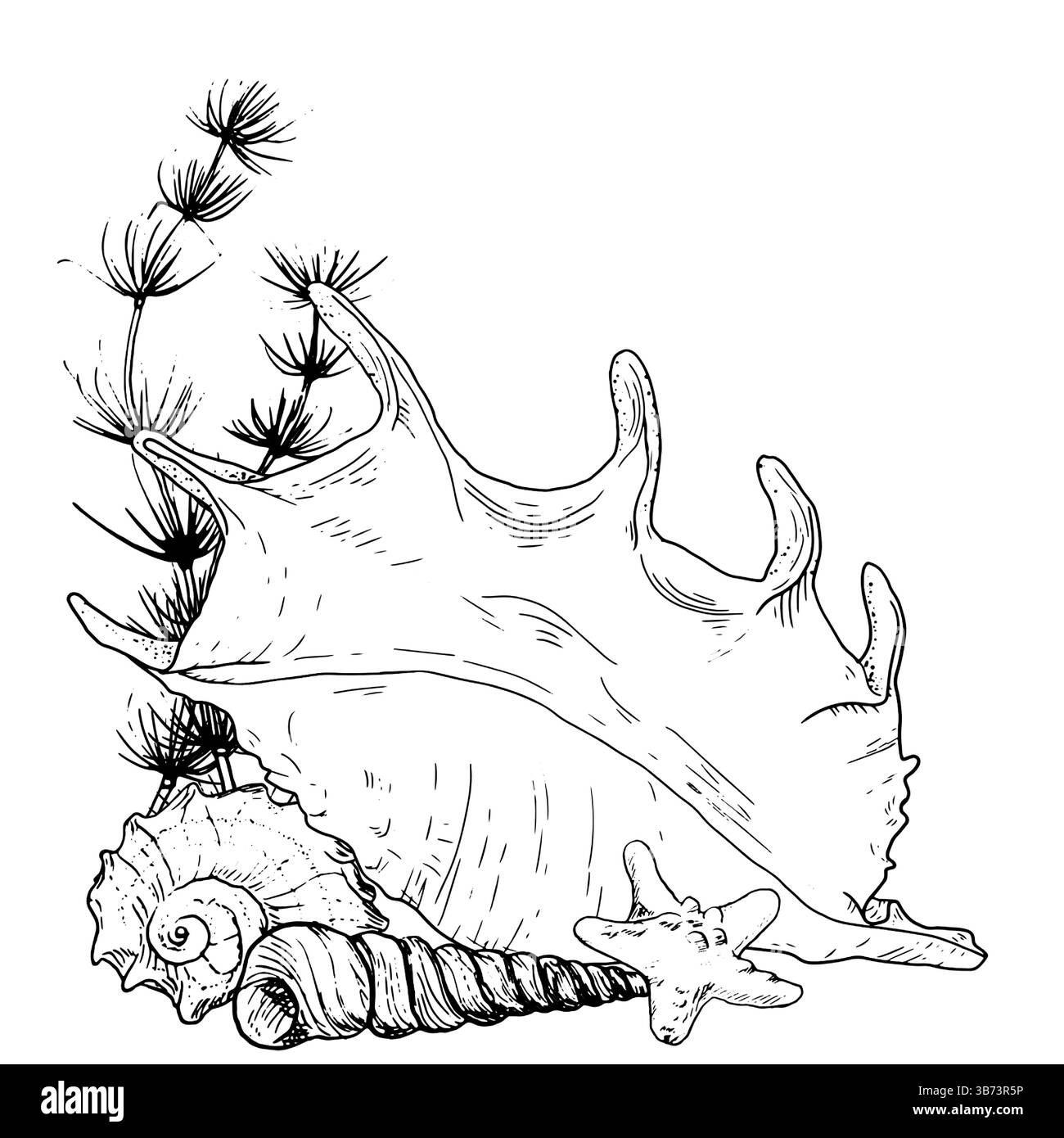 Coquille océanique et petits conques se trouvent au fond de la mer., croquis à l'encre noire et blanche. Illustration vectorielle. Les étoiles de mer et les algues agitent dans l'eau colu Illustration de Vecteur