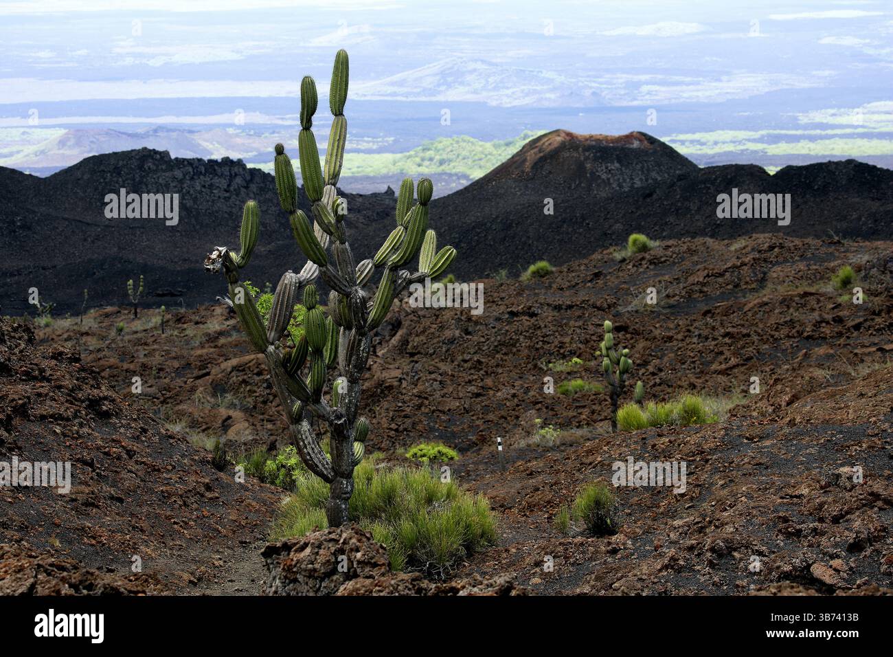 Cactus candélabres, volcan Sierra Negra, île Isabela Banque D'Images