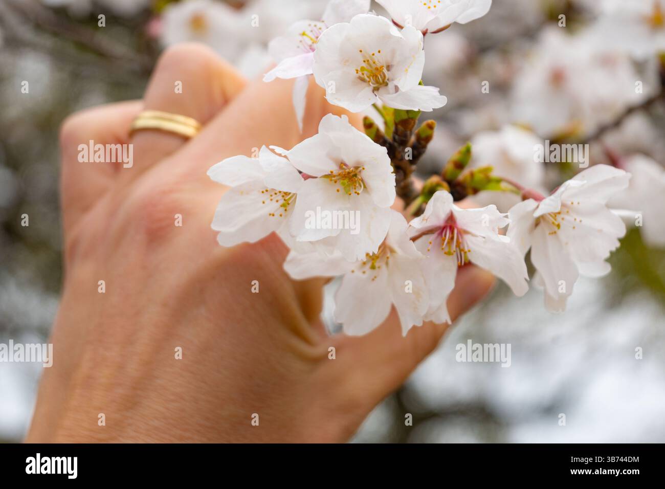 Une main femelle avec anneau doré tenant la fleur de cerisier Banque D'Images