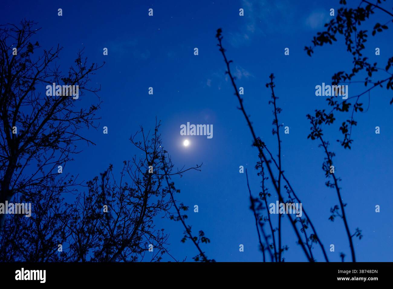 Le ciel bleu du soir, la lune est haute dans le ciel, visible à travers les branches des arbres. Une image qui inspire calme et tranquillité. Banque D'Images